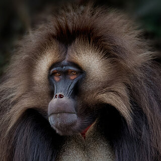 Debre Libanos - Gelada close-up